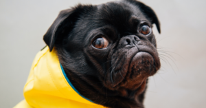 A sad looking pug in a yellow parker jacket