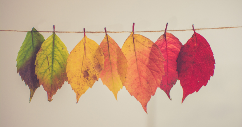 Leaves showing the transition of seasons